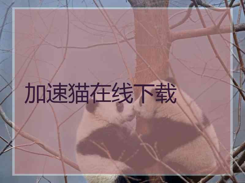 加速猫在线下载