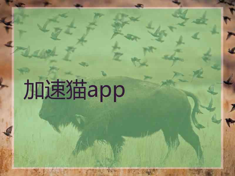 加速猫app