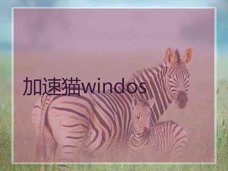 加速猫windos