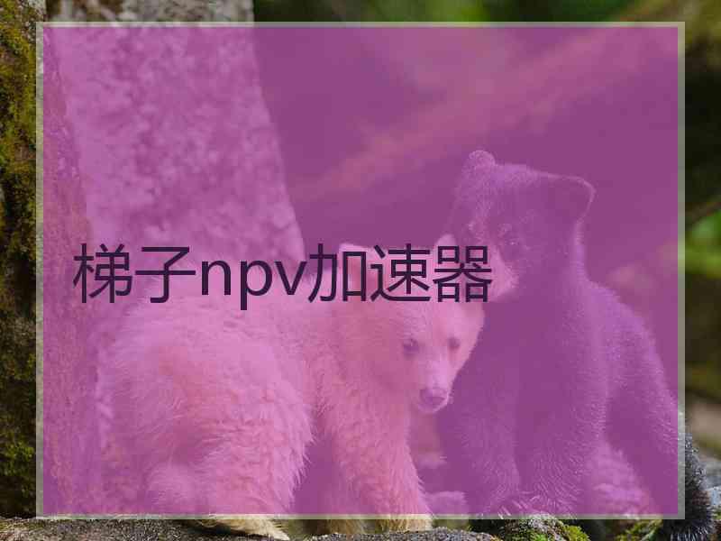 梯子npv加速器