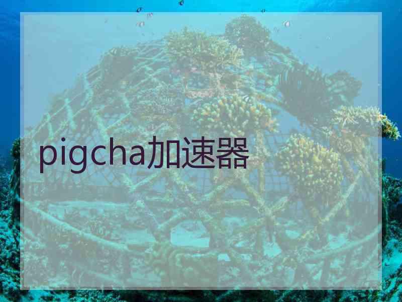 pigcha加速器